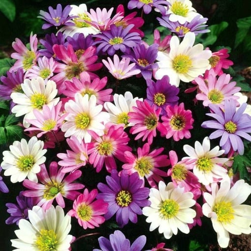 Anemone - Blanda Mixed – Pachet 5 bulbi - Aqua Flowers