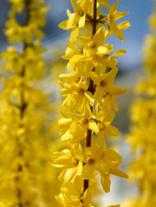 Arbore/arbust - Forsythia - rădăcină ambalată - Aqua Flowers