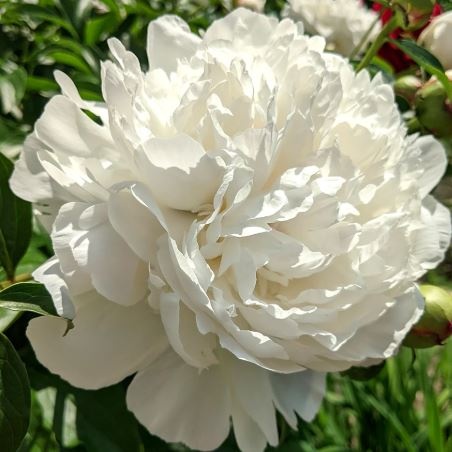 Arbust ornamental - Bujor arbustiv Fairy Moon - ghiveci 3L - Aqua Flowers