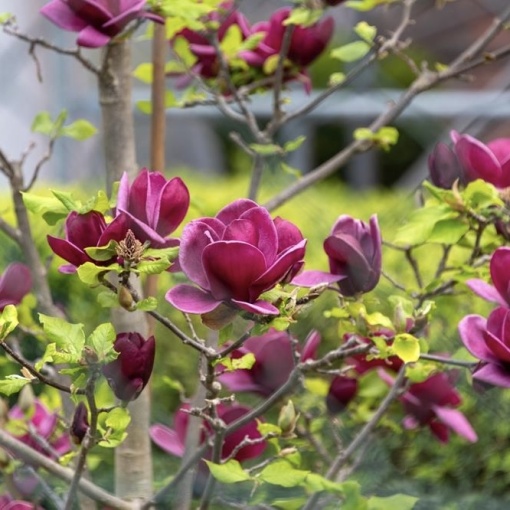 Arbust ornamental - Magnolia Genie - Ghiveci