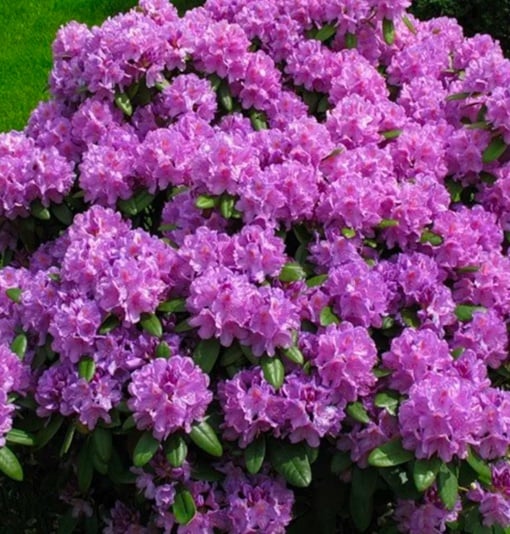 Arbust ornamental - Rhododendron - Alfred - ghiveci 2L - Aqua Flowers