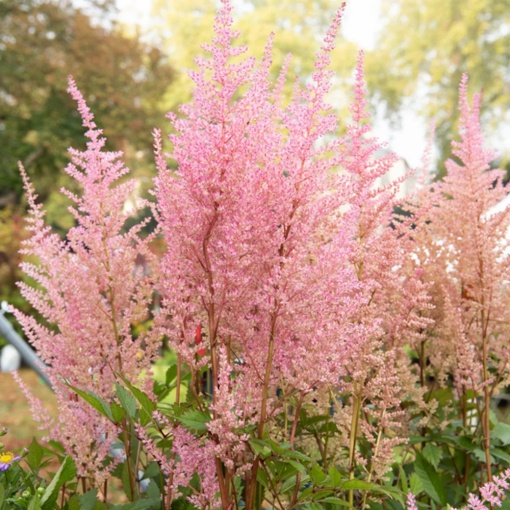 Astilbe - Erika – Pachet 1 Rădăcină - Aqua Flowers