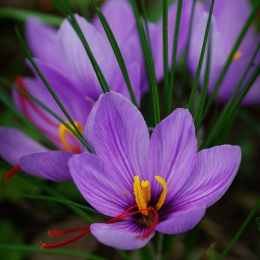 Branduse - Crocus - Sofran Crocus sativus Pachet 10 Bulbi
