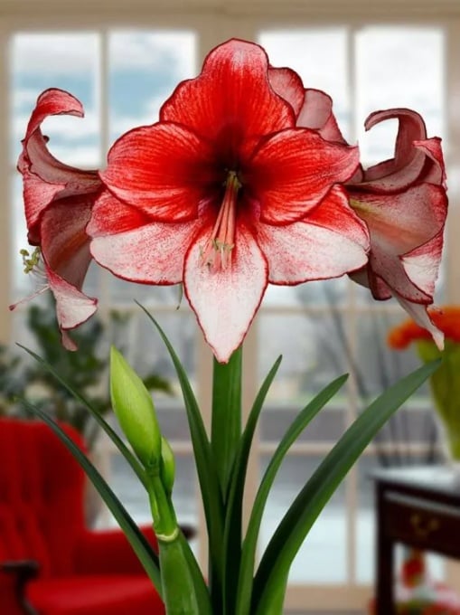 Bulbi Amaryllis - Charisma - Aqua Flowers