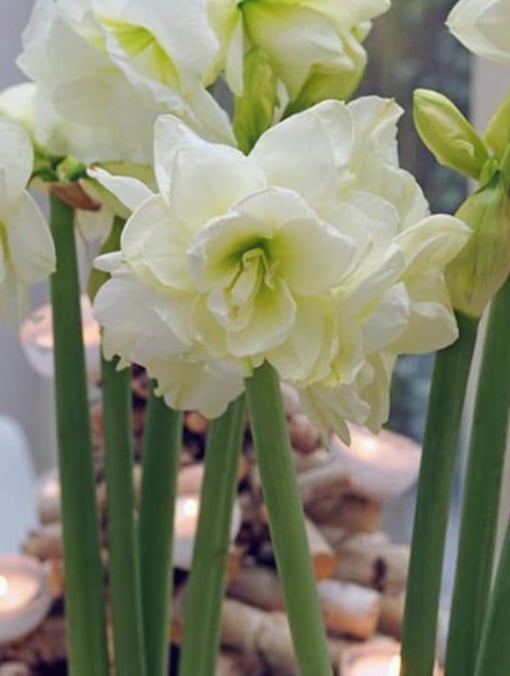 Bulbi Amaryllis - Jewel - Aqua Flowers