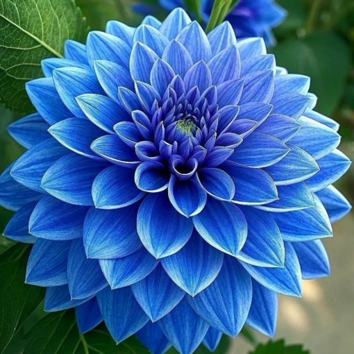 Bulbi Dalia Gigant Ice Sapphire - 1 Bucată (Rădăcină)