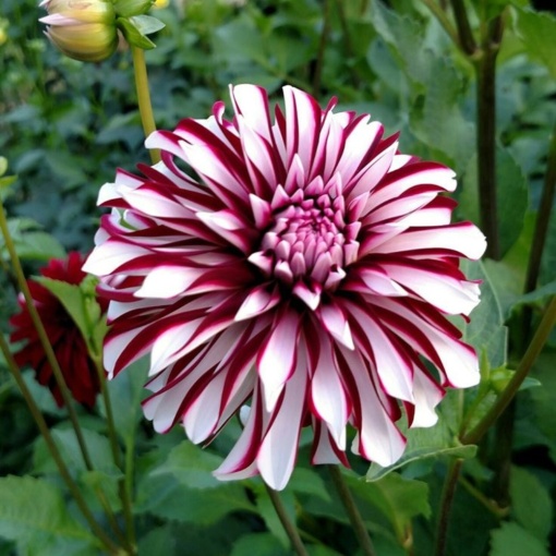 Bulbi Dalia Gigant Scarlet Mist - 1 Bucată (Rădăcină)