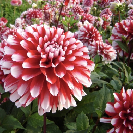 Bulbi Dalia - Little Tiger - Pachet 1 bulb - Aqua Flowers