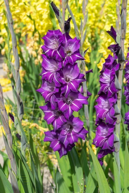 Bulbi Gladiole - Flirty – Pachet 3 Bulb