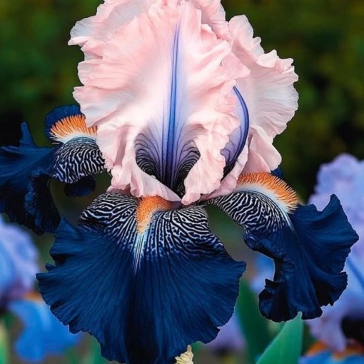 Bulbi Iris Germanica - Ocean Mist – Pachet 1 Bulb