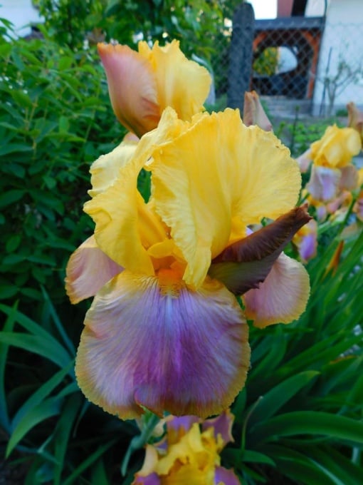 Bulbi Iris Germanica - Sunset Sky – Pachet 1 Bulb - Aqua Flowers