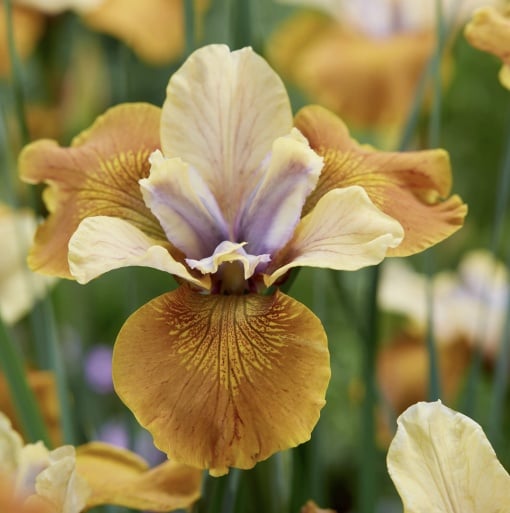 Bulbi Iris Sibirica - Colonel Mustard – Pachet 1 Bulb - Aqua Flowers