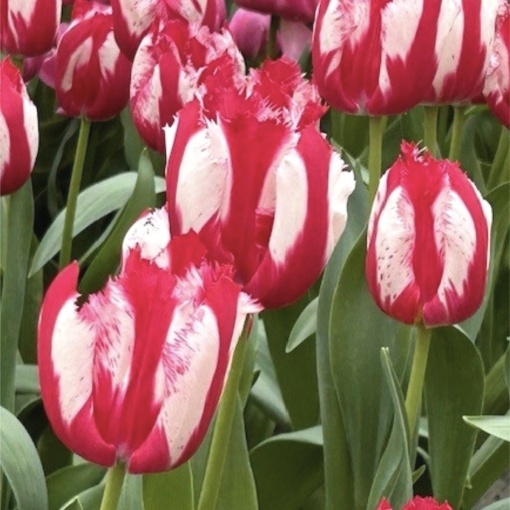 Bulbi Lalele Happy Clown – Pachet 5 Bulbi