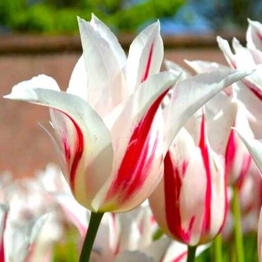 Bulbi Lalele Marylin – Pachet 5 Bulbi