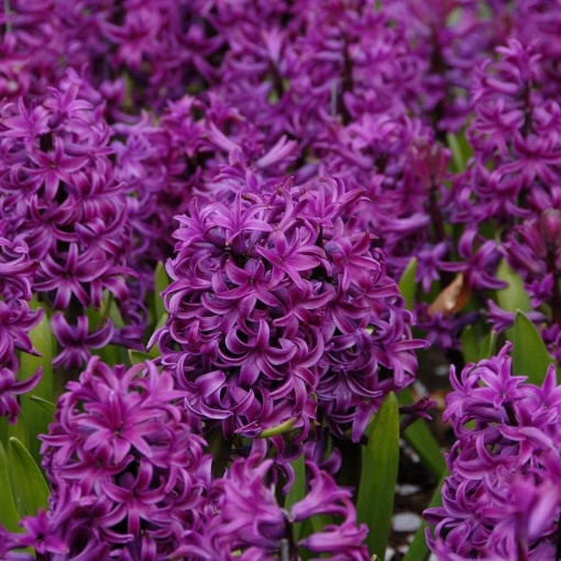 Bulbi Zambile Purple Sensation – Pachet 3 Bulbi
