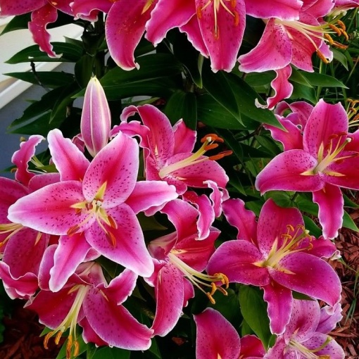 Crin Mero Star – Pachet 1 Bulb
