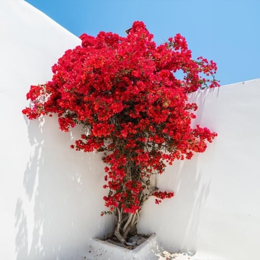 Floare terasă/balcon - Floarea de Hartie (Bougainvillea sanderiana) – Rosie – Ghiveci 2L - Aqua Flowers