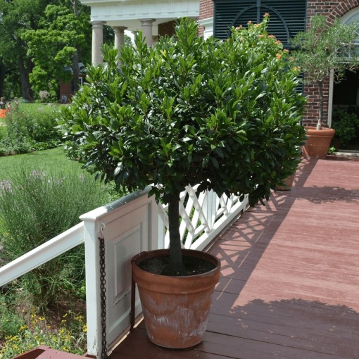 Floare terasă/balcon - Laurus nobilis (Dafin comestibil) – Pomișor – Ghiveci 5L - Aqua Flowers