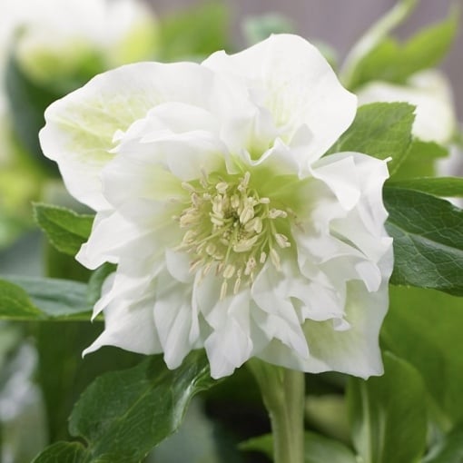 Helleborus - Spânz - Double Ellen White – Pachet 1 Rădăcină - Aqua Flowers