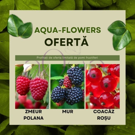 Ofertă! Arbuști - Zmeur Polana, Mur și Coacăz Roșu - Rădăcină Ambalată - Aqua Flowers