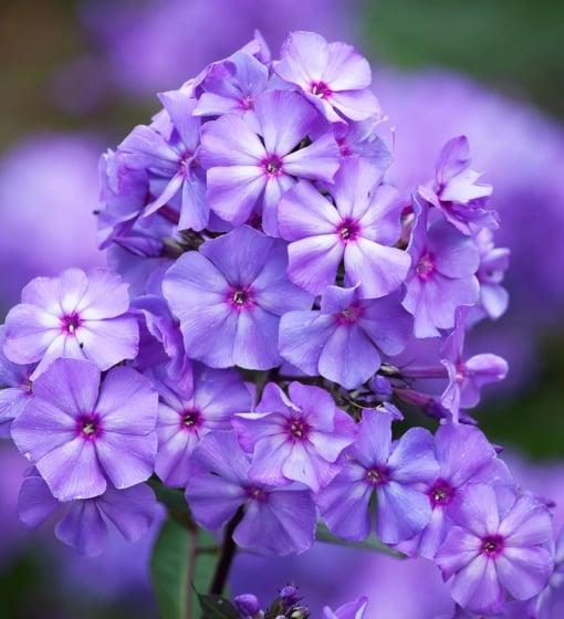 Phlox - Amethyst Brumrele – Pachet 1 rădăcină - Aqua Flowers