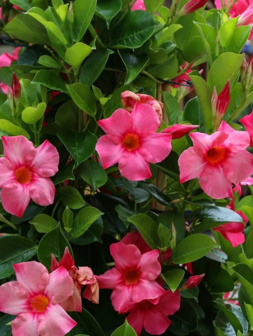 Plantă decorativă - Dipladenia