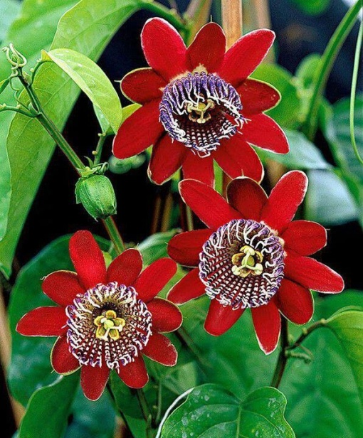 Plantă decorativă - Passiflora caerulea Alata Red - ghiveci 2L - Aqua Flowers