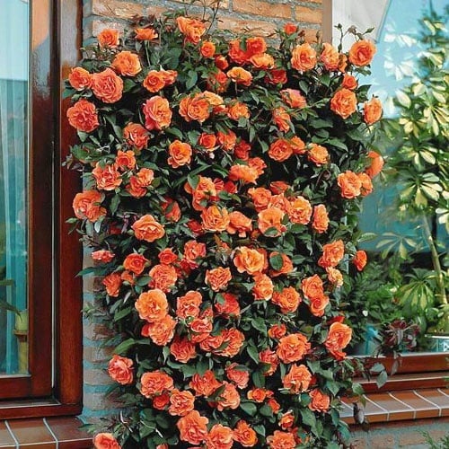 Trandafiri cățărător - Chippendale - Ghiveci 3L - Aqua Flowers