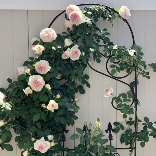 Trandafiri cățǎrători - Pierre Ronsard - Rădăcină Ambalată