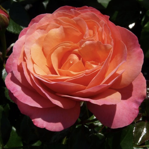 Trandafiri Floribunda - Lions Rose - Ghiveci 2L - Anul 3