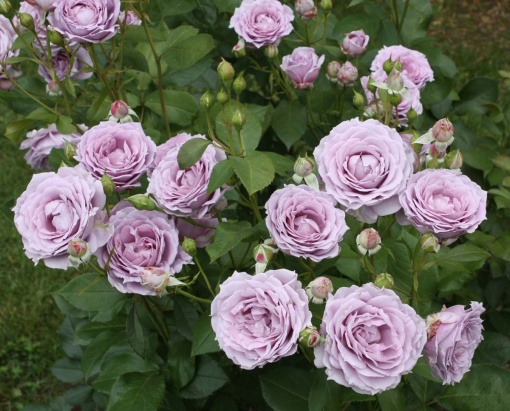 Trandafiri Teahibrizi - Novalis - 1 Butaș Rădăcină Ambalată - Aqua Flowers