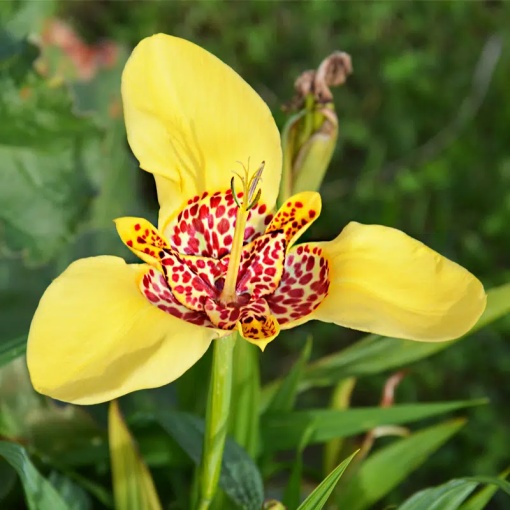 Trigridia - Aurea – Pachet 5 bulbi - Aqua Flowers