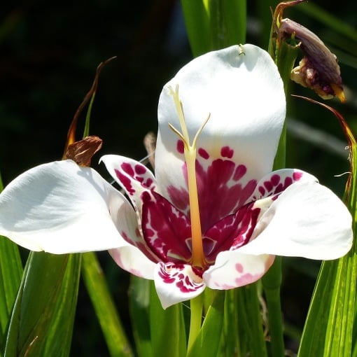 Trigridia - Grandiflora Alba – Pachet 5 bulbi - Aqua Flowers