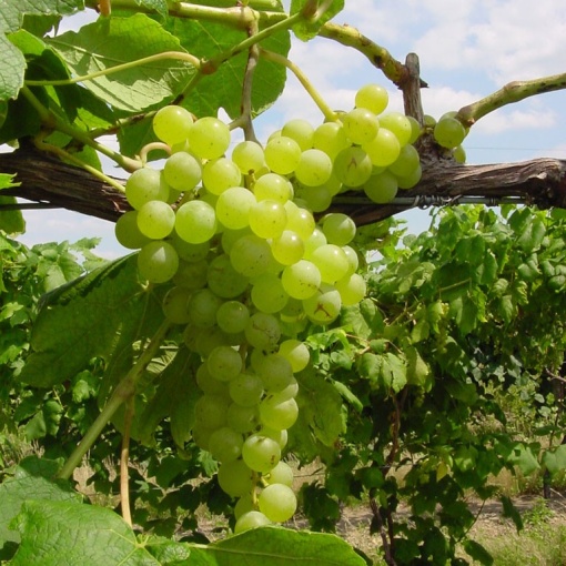 Vita de Vie - Himrod - Fara samburi - Anul 2 - Ghiveci 2L