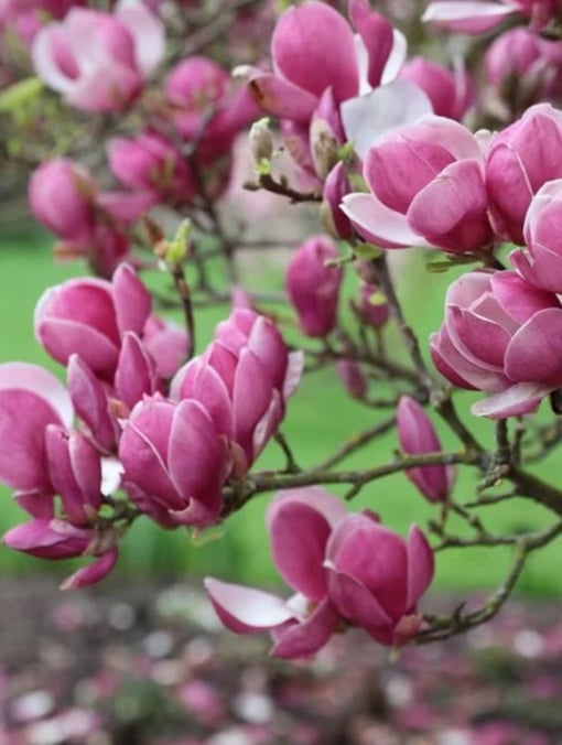 Arbore/arbust - Magnolia - Aqua Flowers