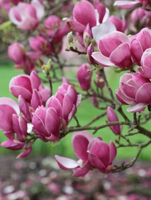 Arbore/arbust - Magnolia - ghiveci - Aqua Flowers