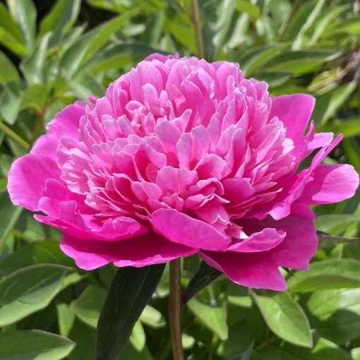 Arbust ornamental - Bujor arbustiv Fu Gui Man Tang - ghiveci 3L - Aqua Flowers
