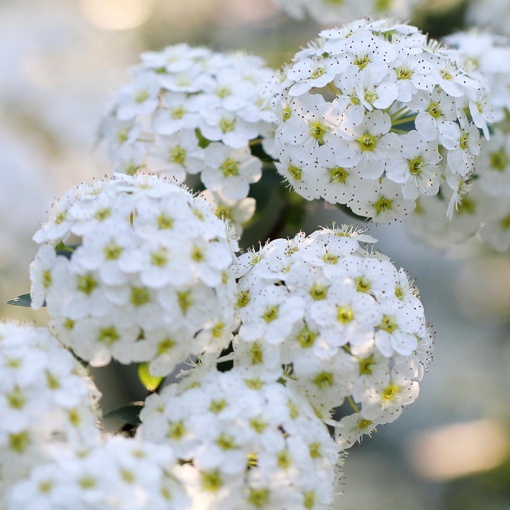 Arbust ornamental - Cucuniță Albă - Spirea June Bride - Rădăcină Ambalată - Aqua Flowers