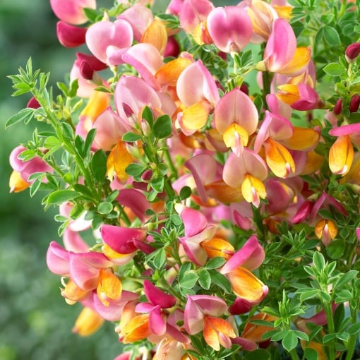 Arbust ornamental - Cytisus - La Coquette - ghiveci P9 - Aqua Flowers