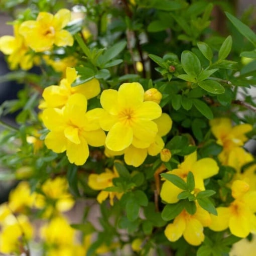 Arbust ornamental - Iasomie de Iarnă - Jasminum Nudiflorum - ghiveci 2L - Aqua Flowers