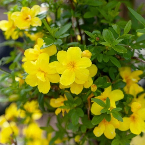 Arbust ornamental - Iasomie de Iarnă - Jasminum Nudiflorum - ghiveci 2L