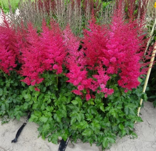 Astilbe - Heavy Metal – Pachet 1 Rădăcină - Aqua Flowers