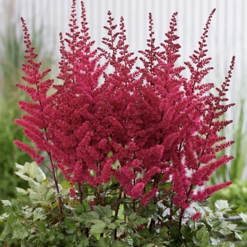 Astilbe - Red – Pachet 1 Rădăcină - Aqua Flowers