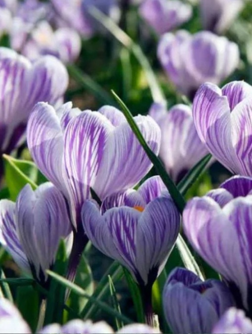 Branduse - Crocus - Pickwick Pachet 5 Bulbi