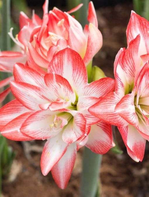 Bulbi Amaryllis - Double record - Aqua Flowers