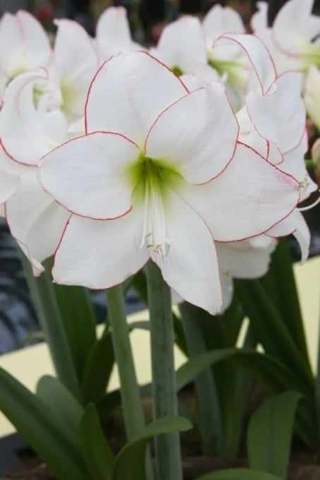 Bulbi Amaryllis - Picotee - Aqua Flowers