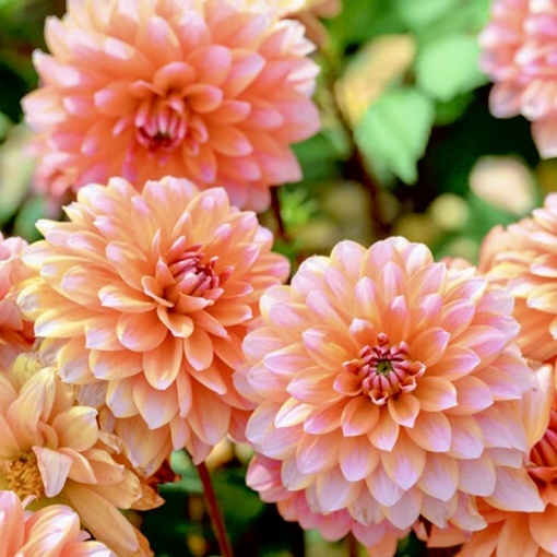 Bulbi Dalia - Peaches and Vanilla - Pachet 1 bulb
