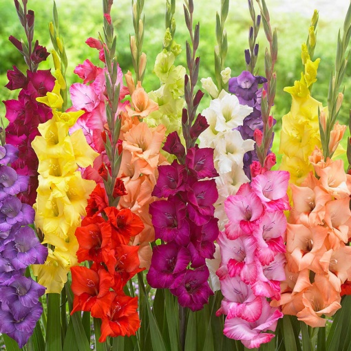 Bulbi Gladiole MIX – Pachet 5 Bulb - Aqua Flowers