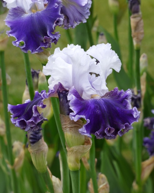 Bulbi Iris Germanica - Ski Run – Pachet 1 Bulb - Aqua Flowers