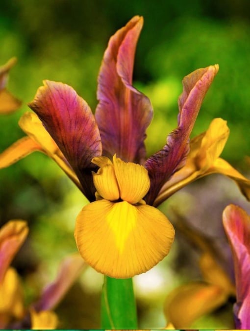 Bulbi Iris Hollandica - Bronze Beauty (5 bulbi) - Aqua Flowers